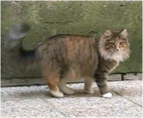 chatons norvégiens