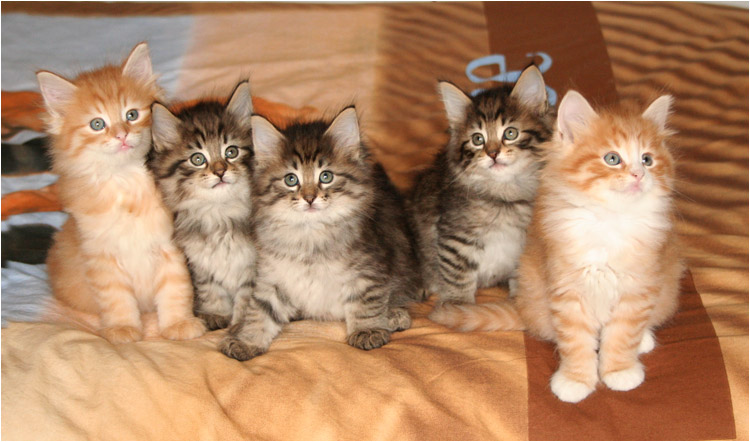 chatons norvegiens