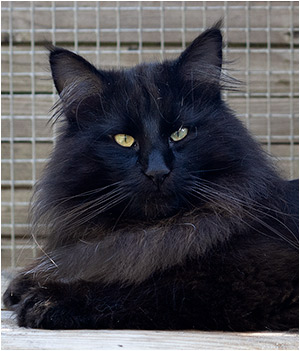 Norwegian Forest Cat male