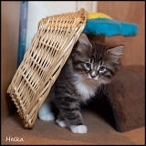 hel_57j_2