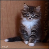 hel_57j_3