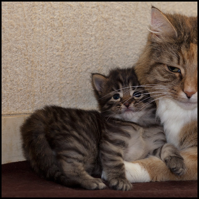 axane_bebe2.jpg - Henora, 22 jours, avec Maman Axane