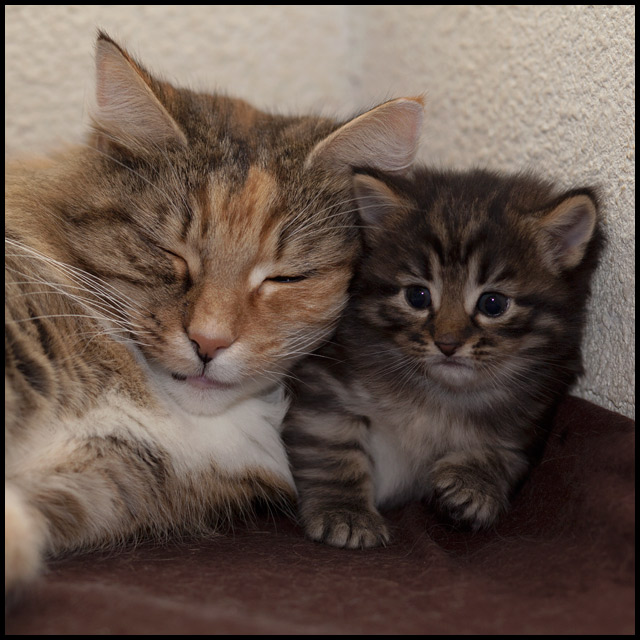 axane_bebe3.jpg - Henora, 23 jours, avec Maman Axane