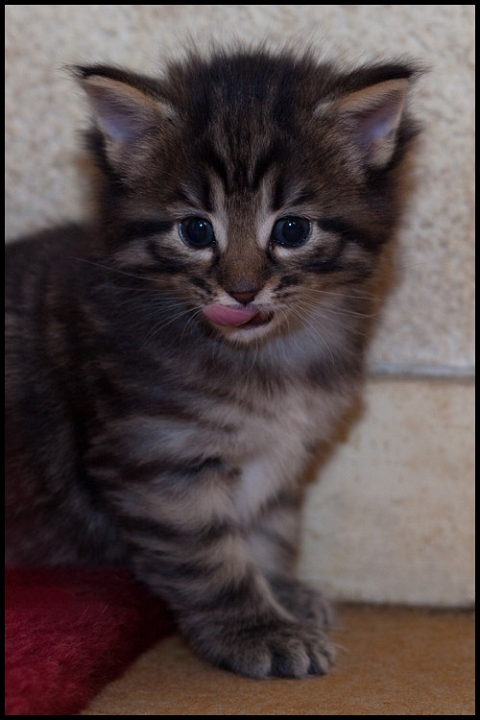 heno_27j_2.jpg - Henora, 27 jours