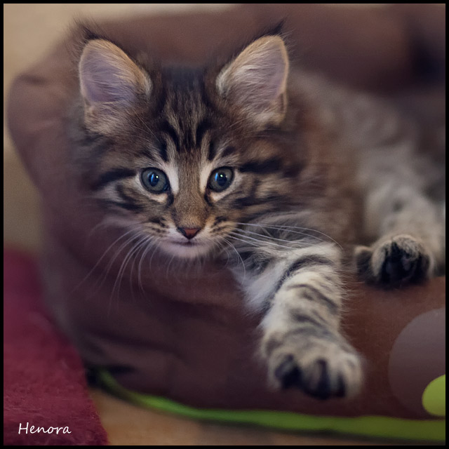heno_45j_2.jpg - Henora, 45 jours