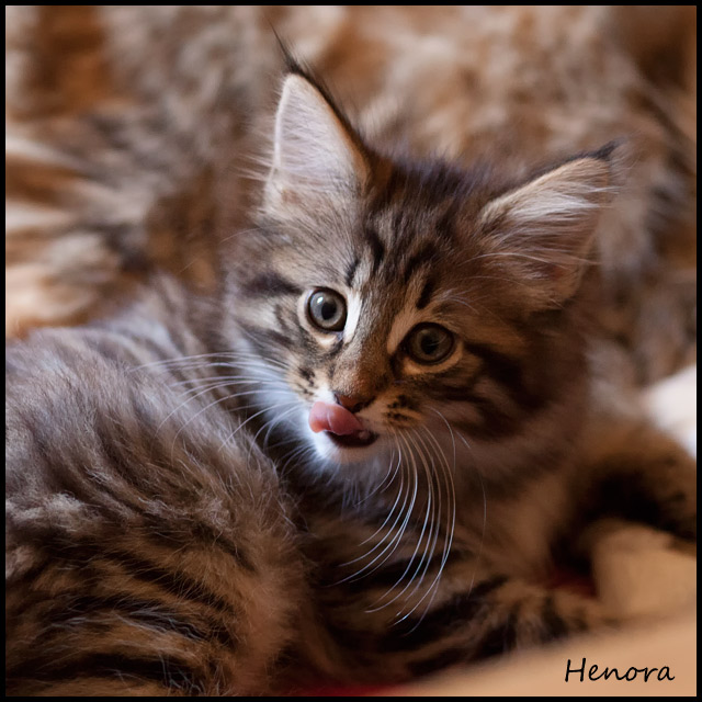 heno_59j_2.jpg - Henora, 59 jours