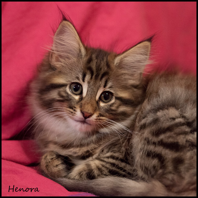 heno_65j_3.jpg - Henora, 65 jours