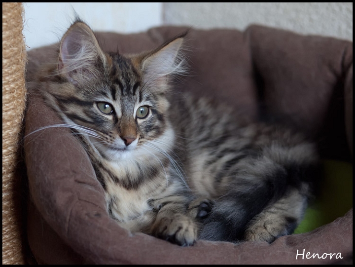 henora_2m_3sem7.jpg - Henora, 2 mois et 3 semaines