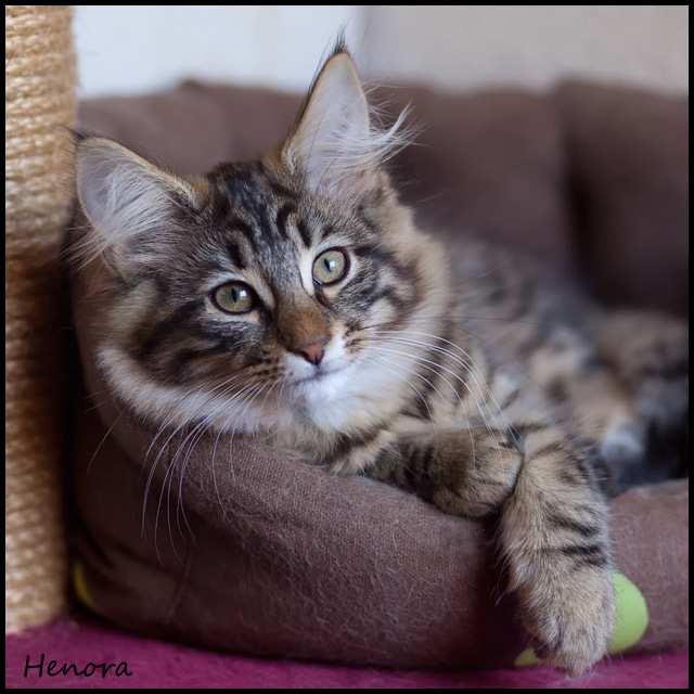henora_3mois2.jpg - Henora, 3 mois