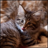 heno_59j_2