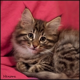 heno_65j_3