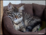 henora_2m_3sem7