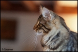 henora_3mois6