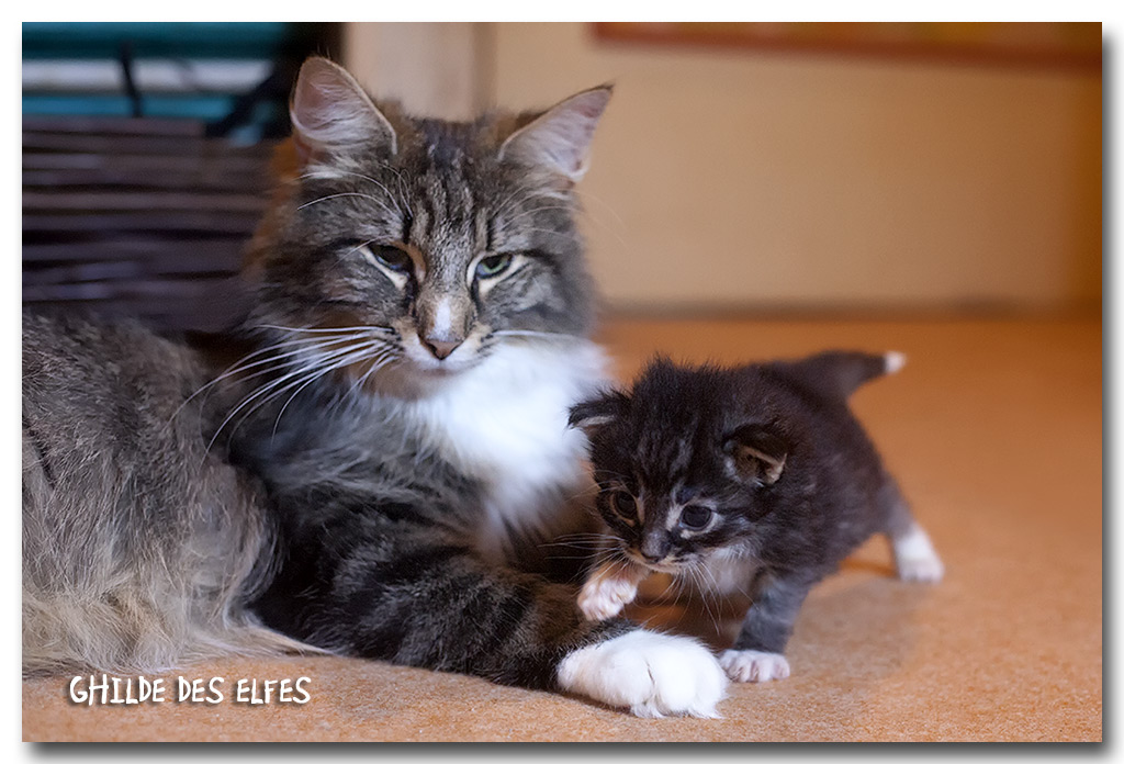 maman_bebes2.jpg - Maman Helka et Liten Lestat