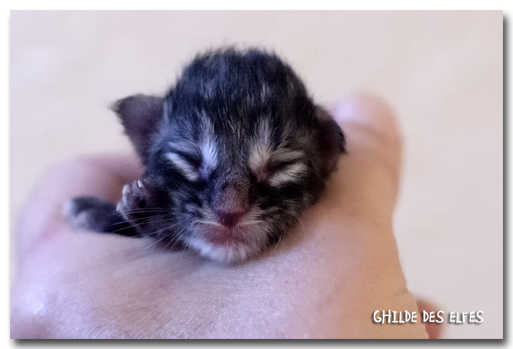 BB5_1m.jpg - Liten Sélène, naissance