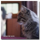 selene2_11semj