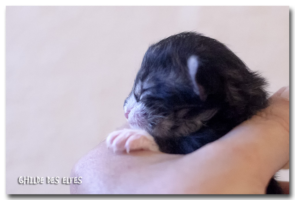 BB4_2.jpg - Liten Erika, naissance