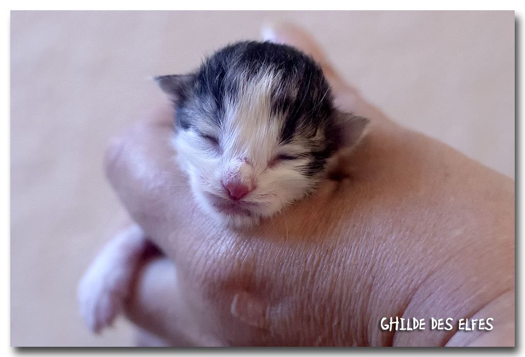 BB2_1f.jpg - Liten Lorena, naissance