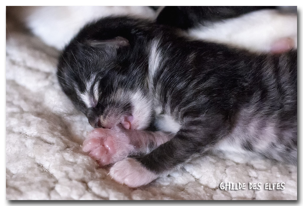 BB11_4m.jpg - Liten Lestat, 5 jours