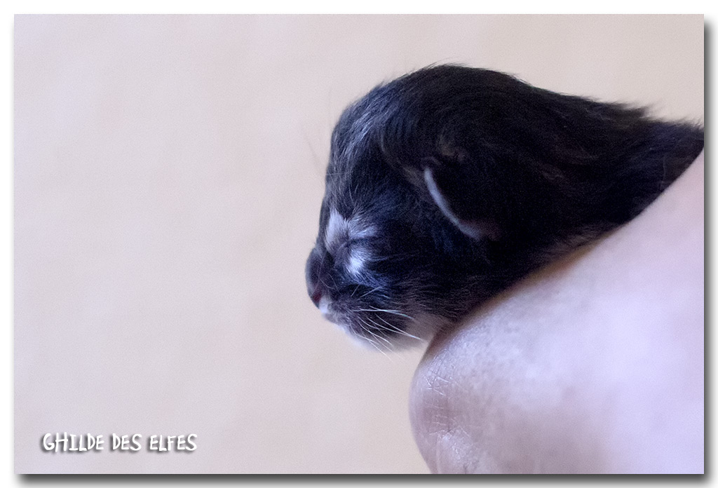 BB6_2m.jpg - Liten Lestat, naissance