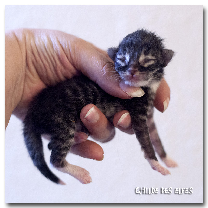 BB8_4m.jpg - Liten Lestat, 2 jours