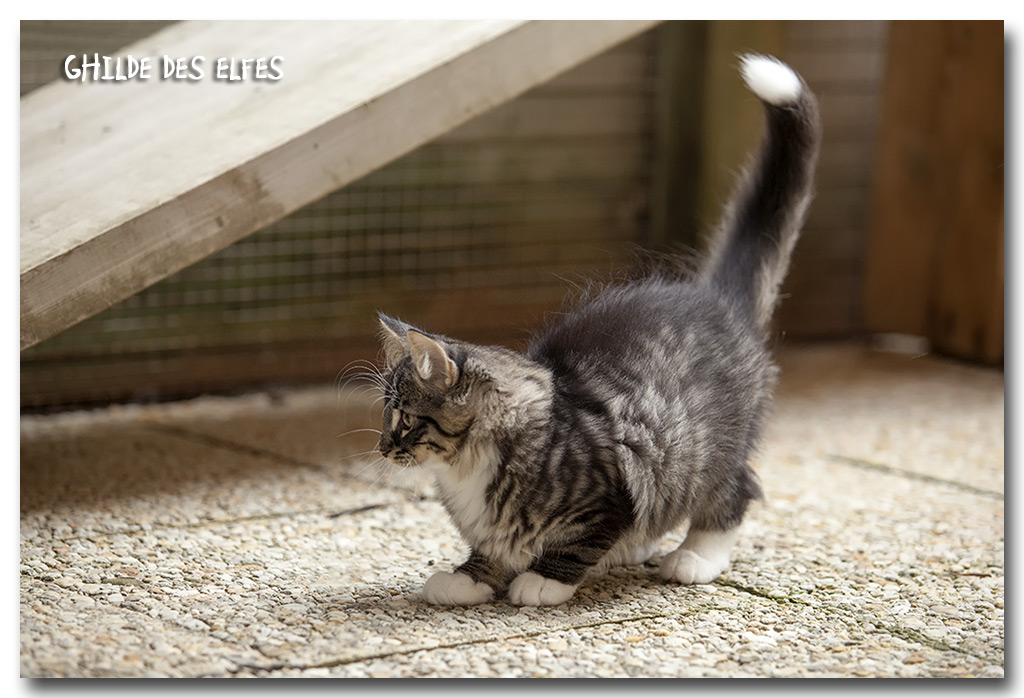lestat1_3mois.jpg - Liten Lestat, 3 mois