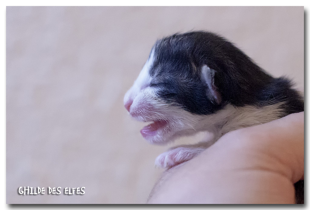 BB3_1.jpg - Liten Bella Swan, naissance