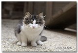 bella5_15sem