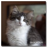 bella_11sem2