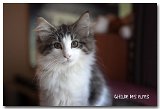 bella_11sem3
