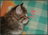 bagheera15