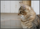 bastet29