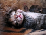 anka1_chaton
