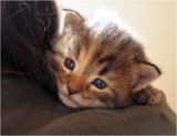 anka2_chaton