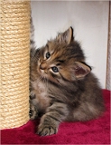 anka3_chaton