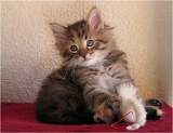 anka4_chaton