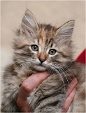 anka5_chaton