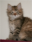 anka6_chaton