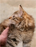 anka7_chaton