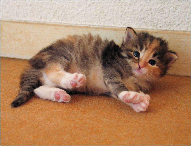 axa2_chaton.jpg - Axane de la Ghilde des Elfes