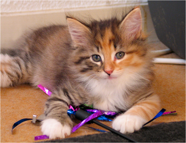 axa4_chaton.jpg - Axane de la Ghilde des Elfes