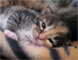 axa1_chaton