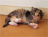 axa2_chaton
