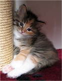 axa3_chaton