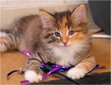 axa4_chaton