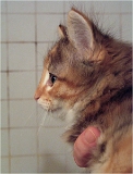 axa5_chaton