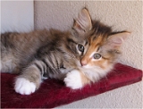 axa6_chaton
