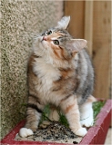 axa7_chaton