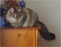 bastet1
