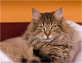 bastet10